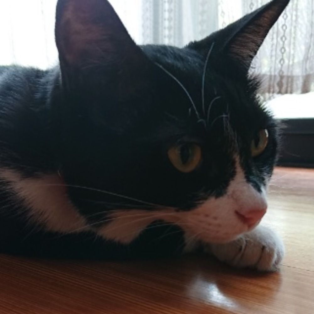 黒鷹