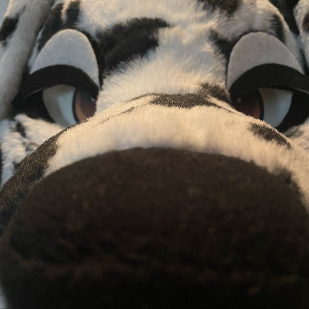 polkadotpup
