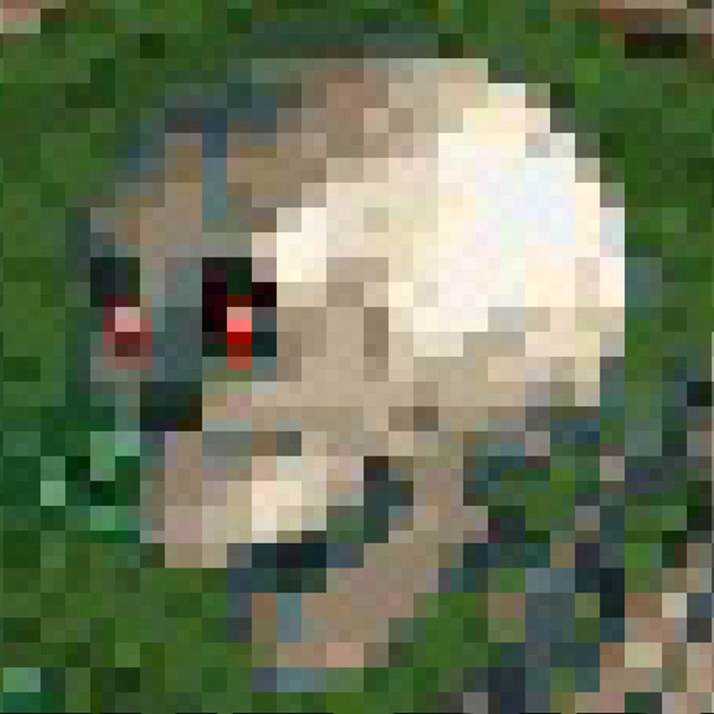 Digyphus