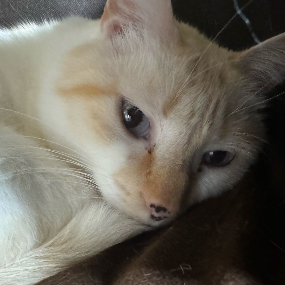 sakito
