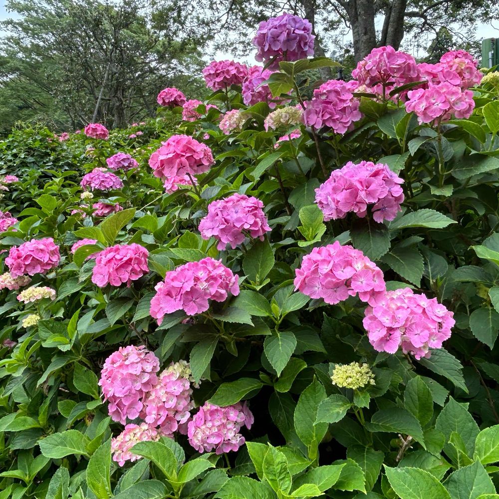 なのつき