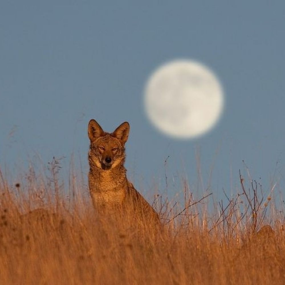 Coyote