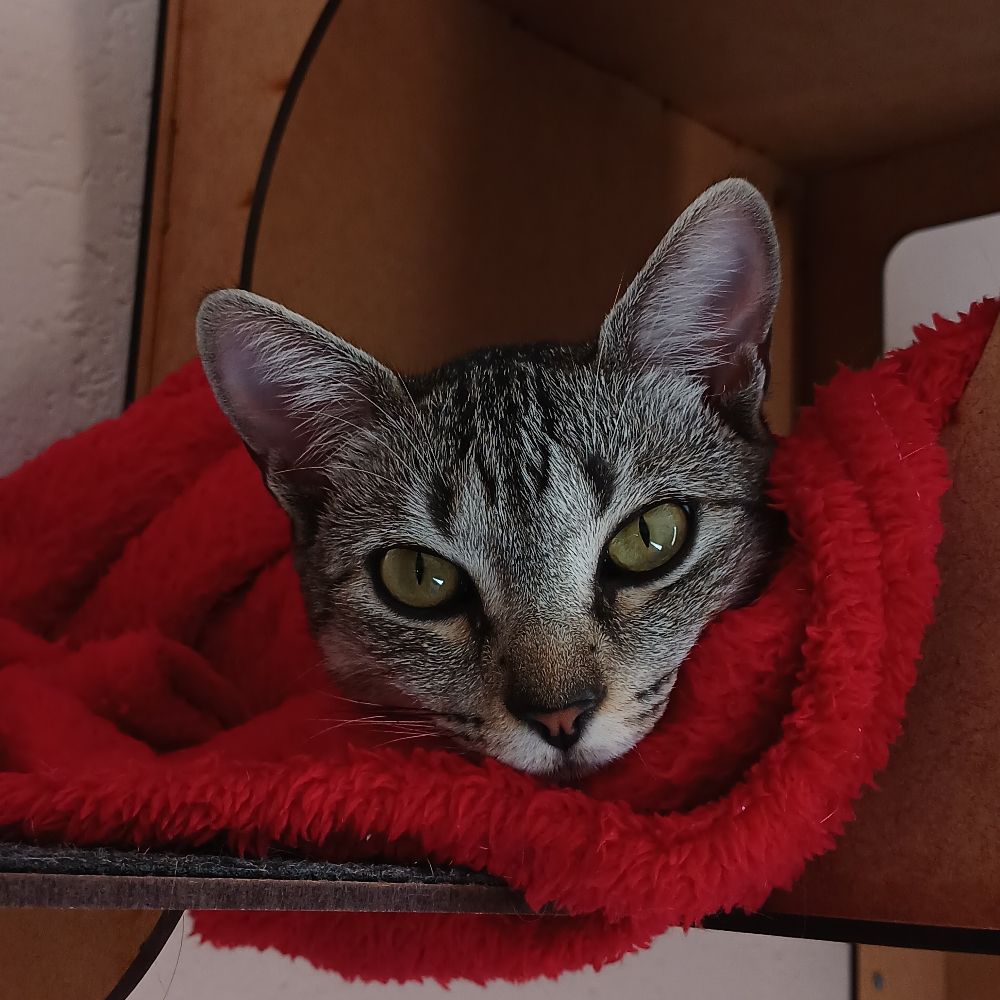 Isa