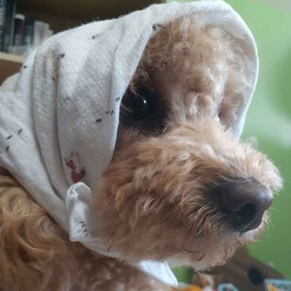 아줌마 곰