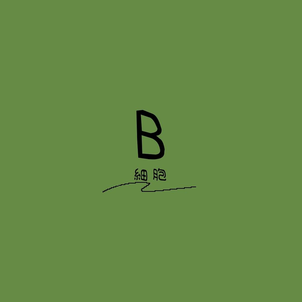 B細胞