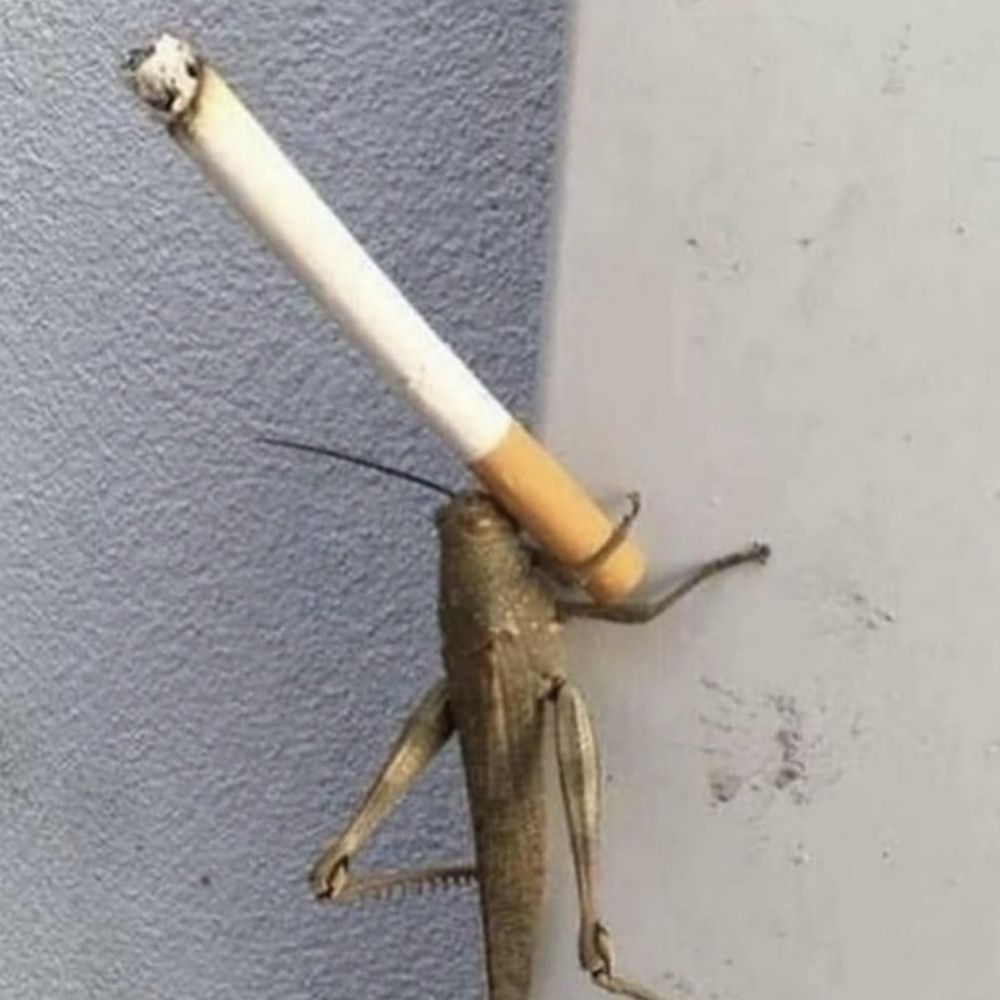 its-just-ruby.bsky.social