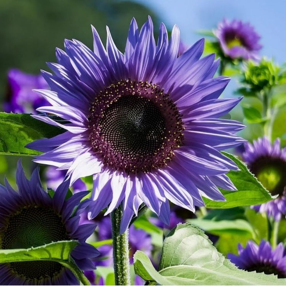 Purple Sunflower