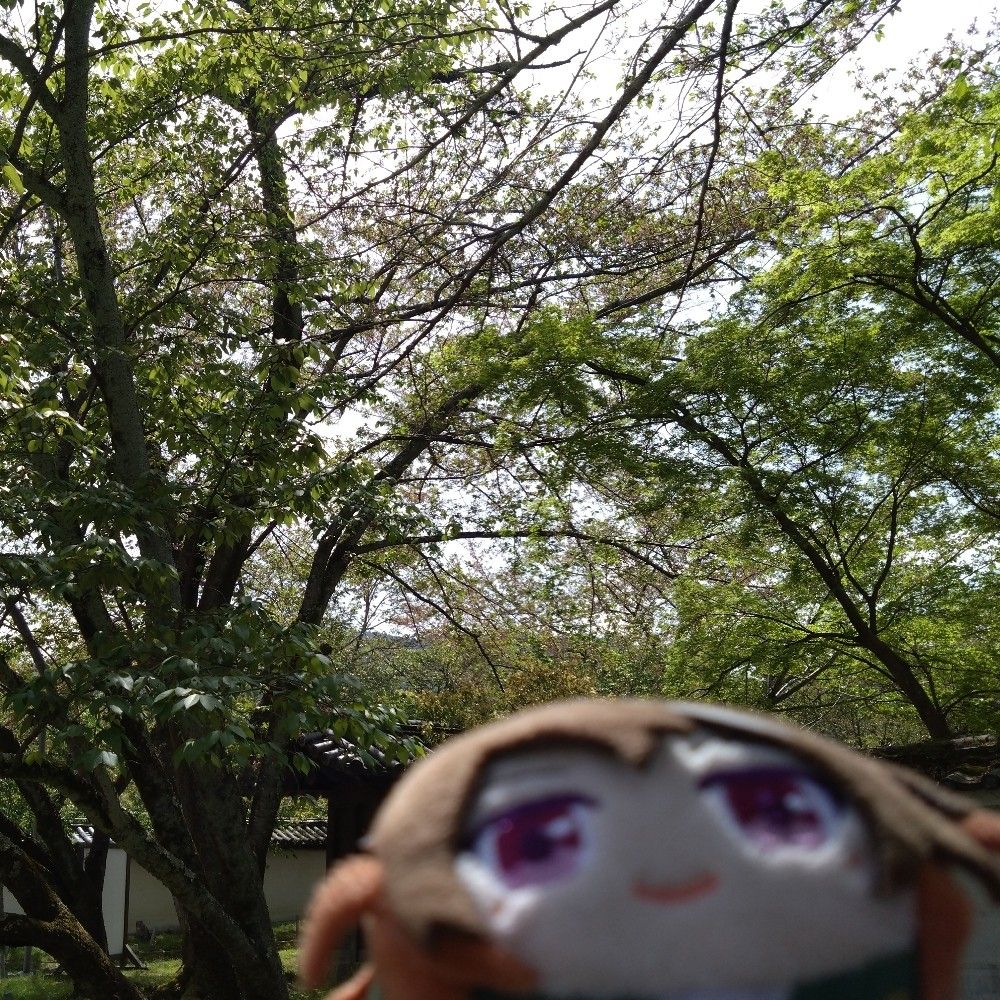 あおば