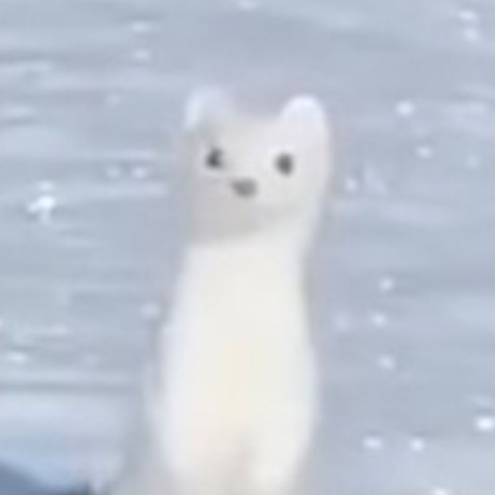 Luci