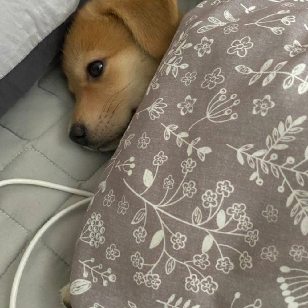 결망