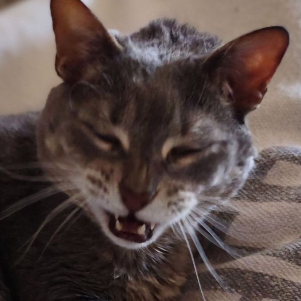 @LouTheCat