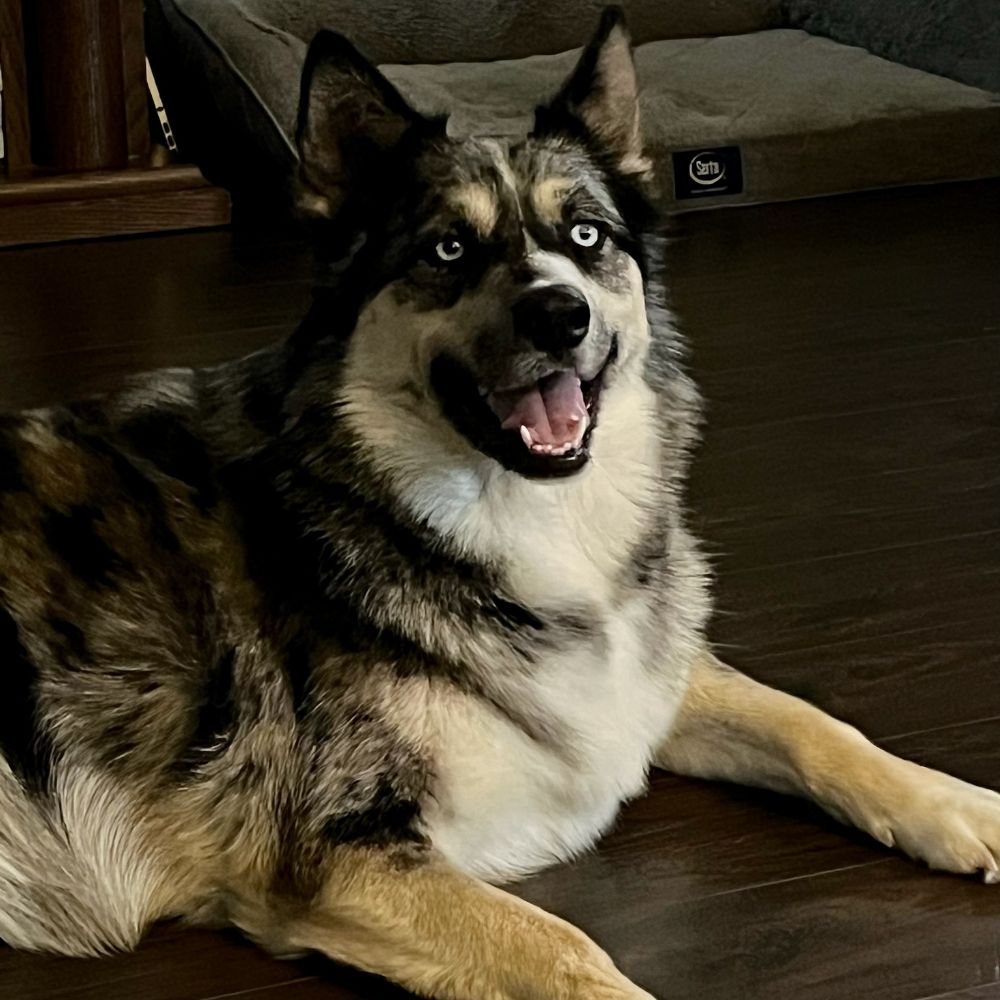 Loki