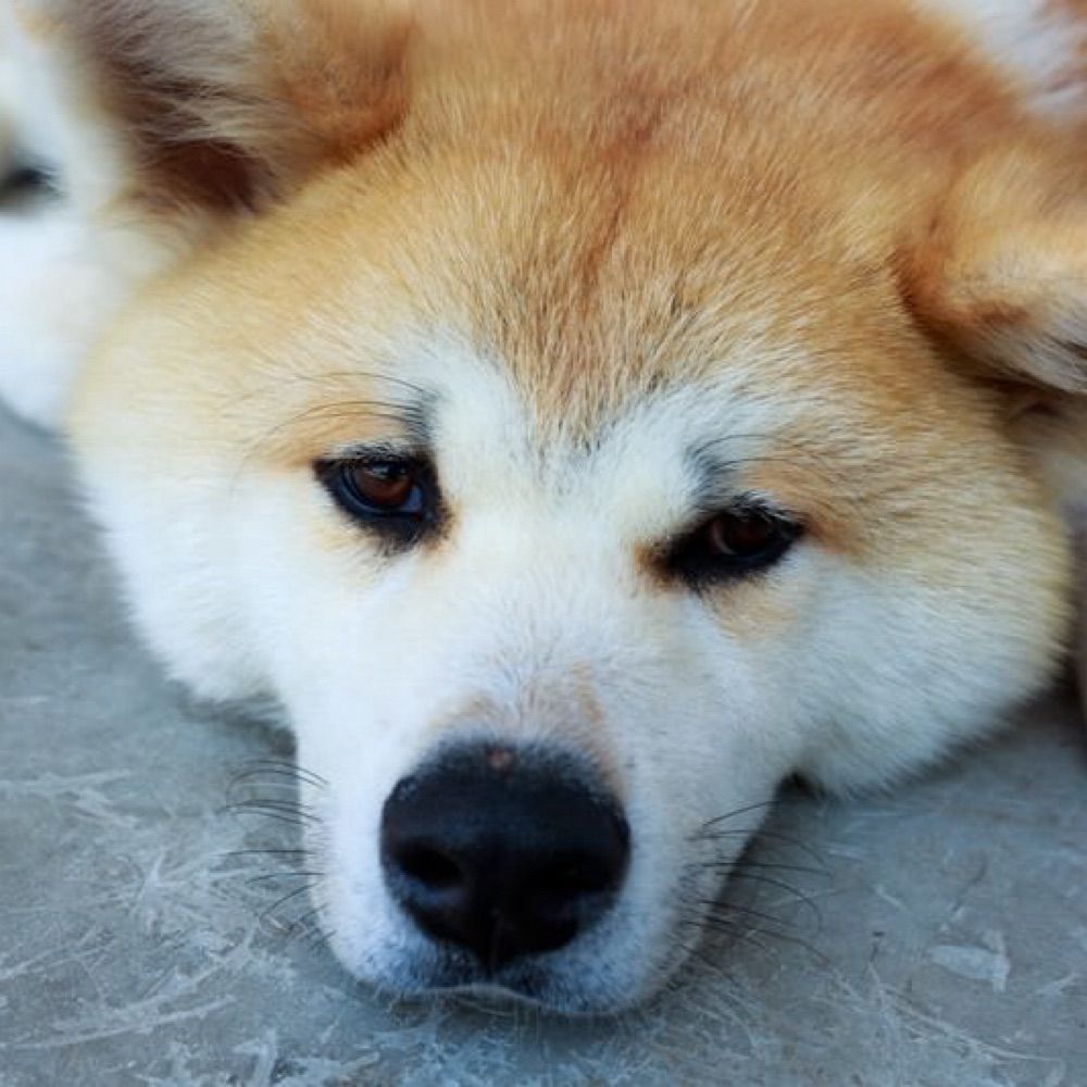 犬介 灯