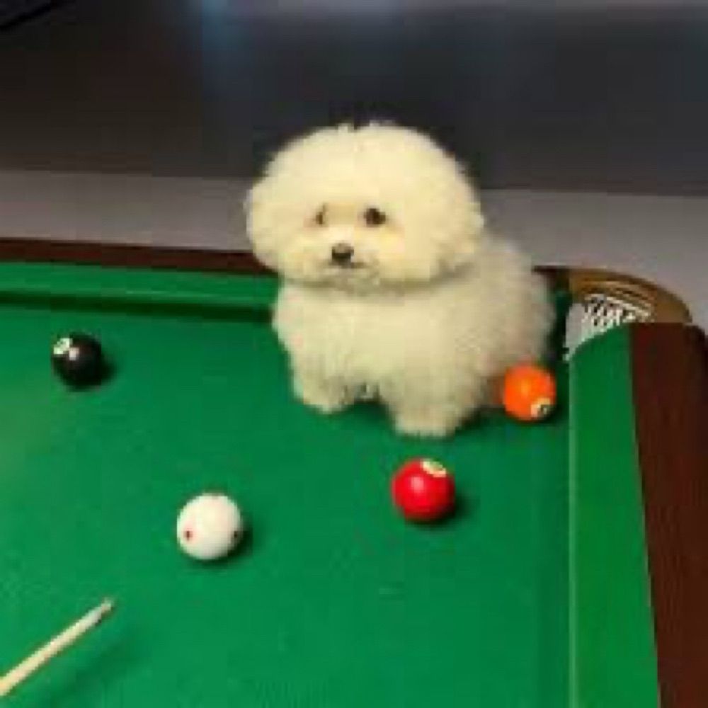 silly fella