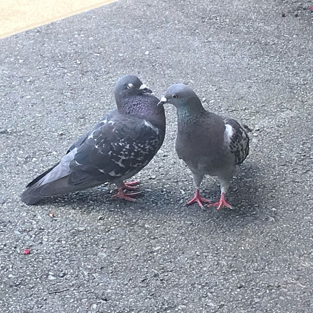 まちこ