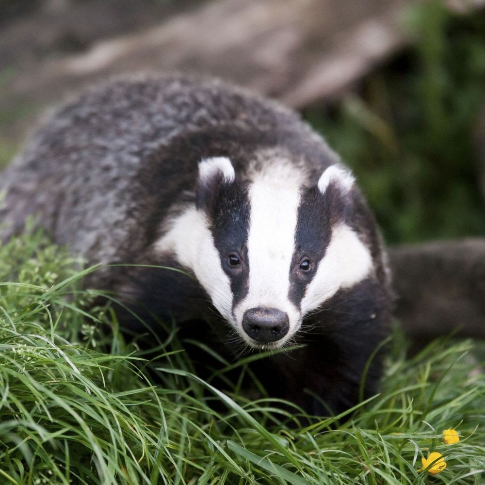 Badger