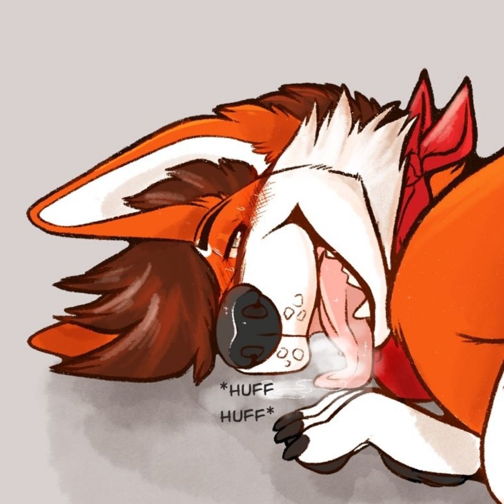 Blake the 🔞NAUGHTY🔞 Husky