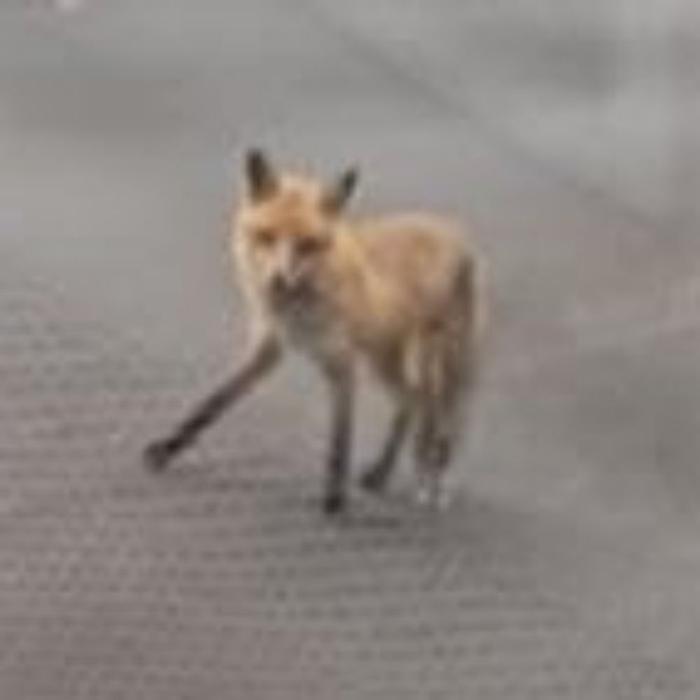 J Röper 