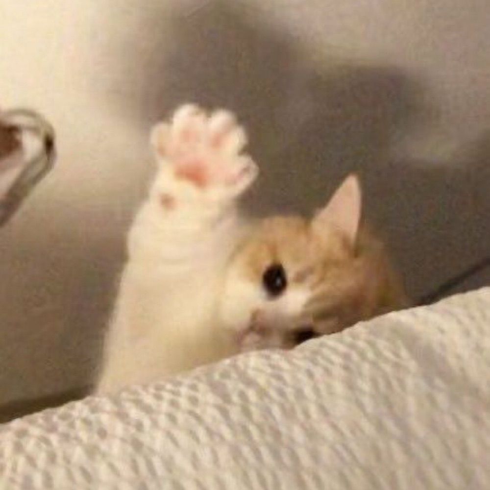 냥냥