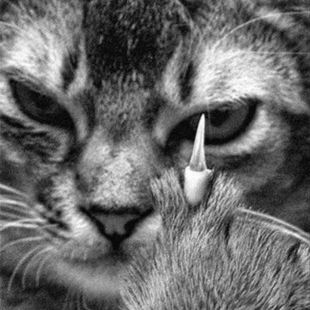 meow_cat 🐈‍⬛