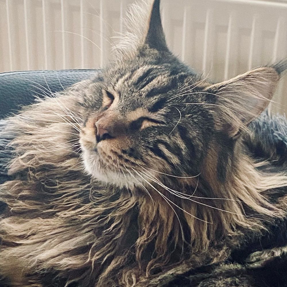 Jaspur the Stourbridge MOMs cat