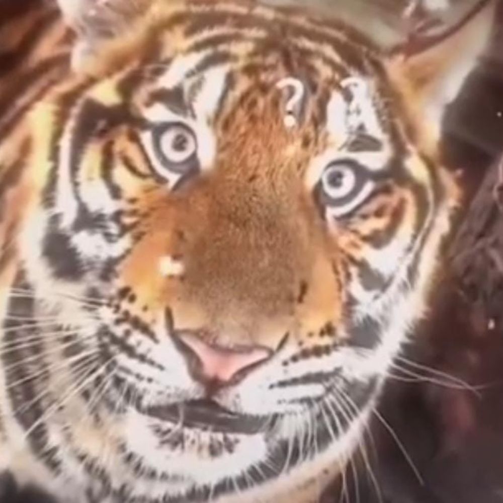 🥟🐅