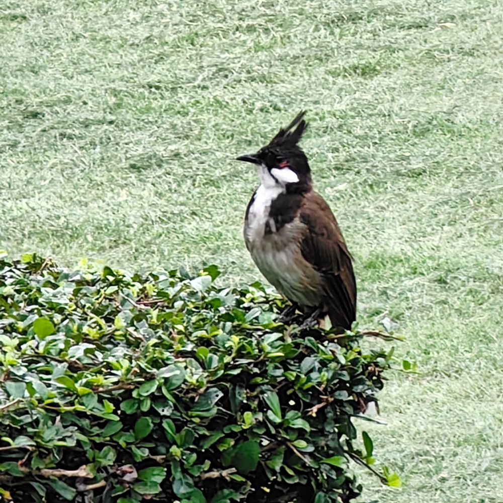 肆游