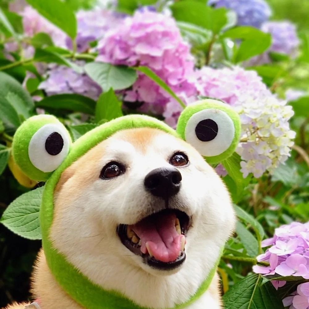 the dog