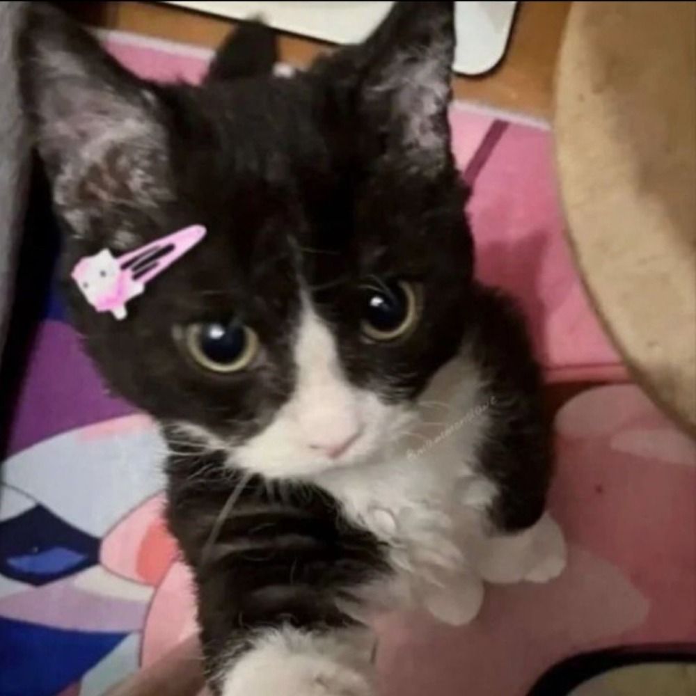 mimi