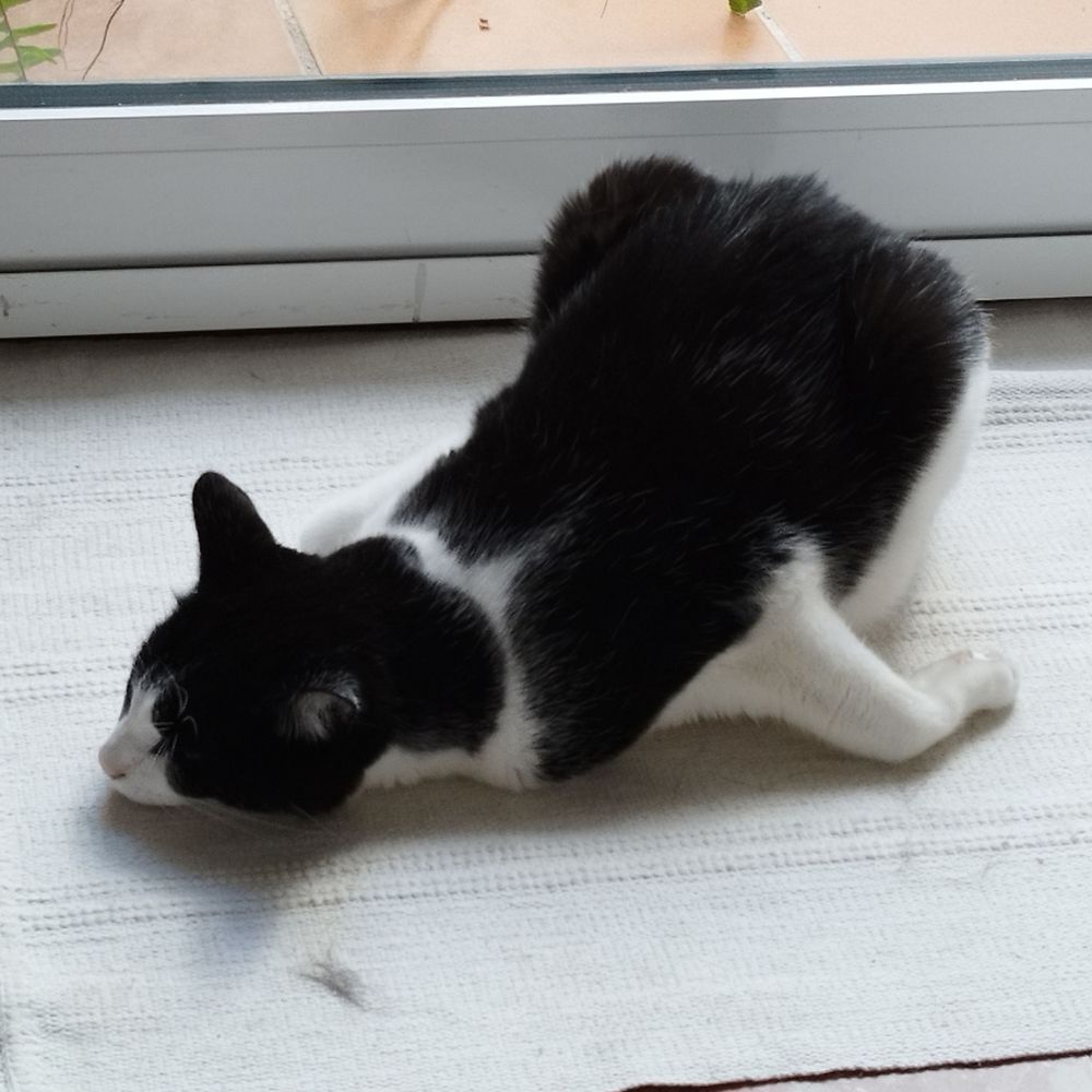 CGCastells, el gato celeste.