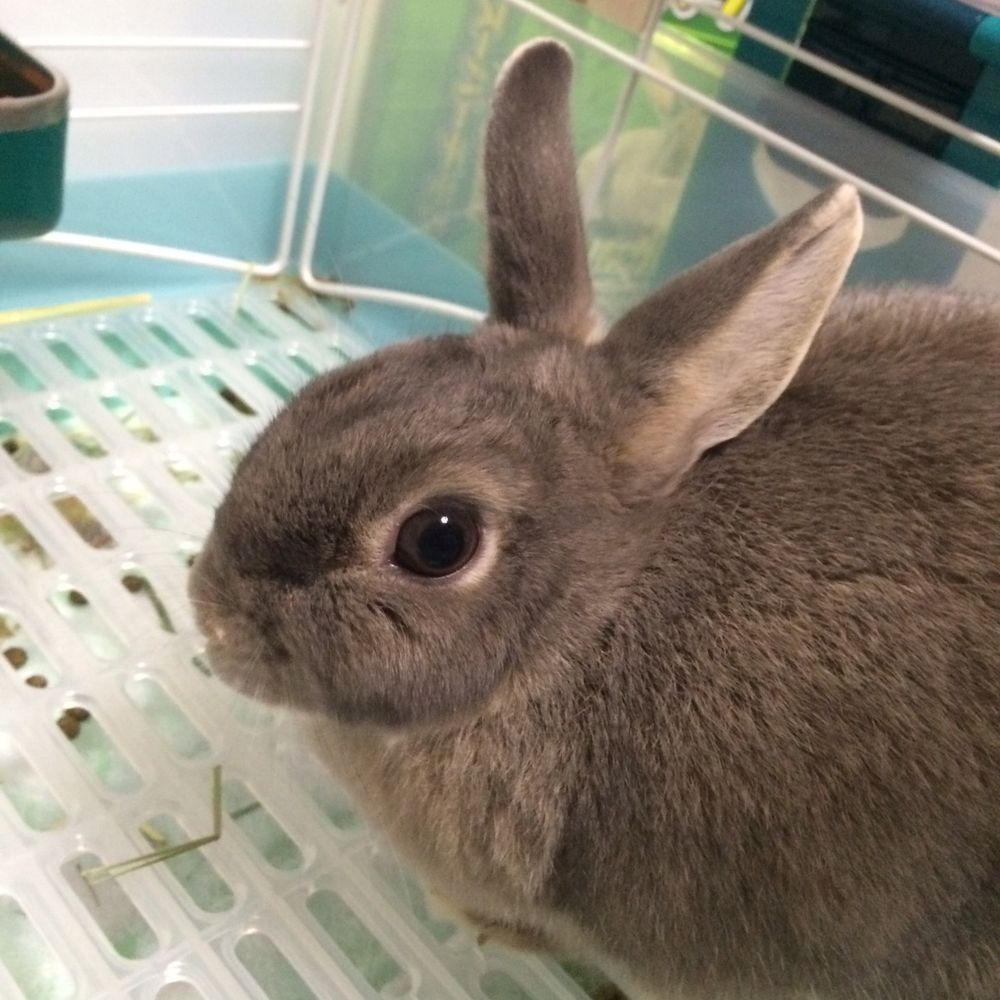 ふぃれちん