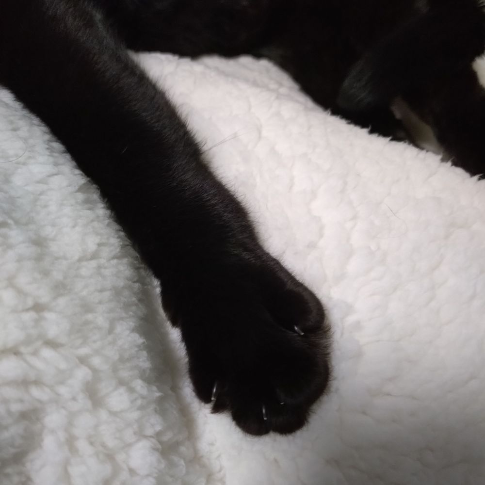 葱