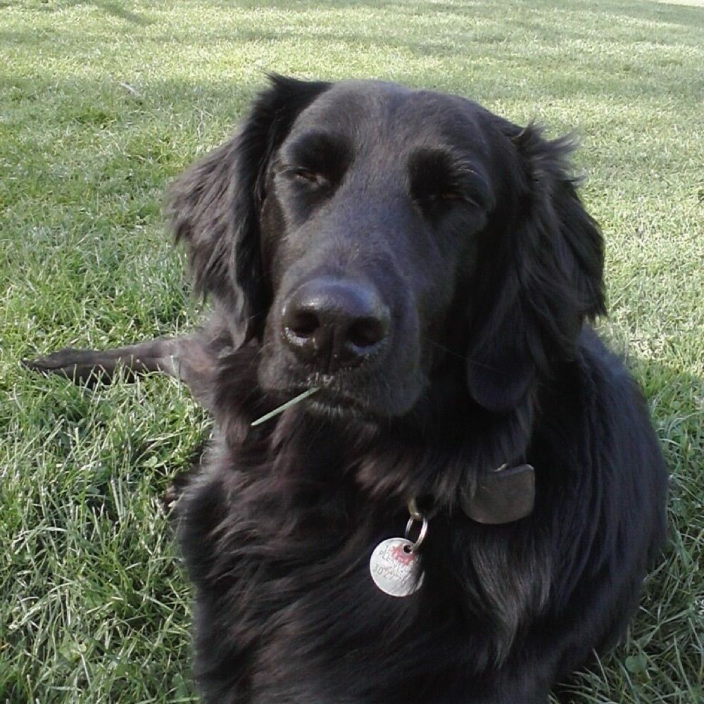 señorito paco
