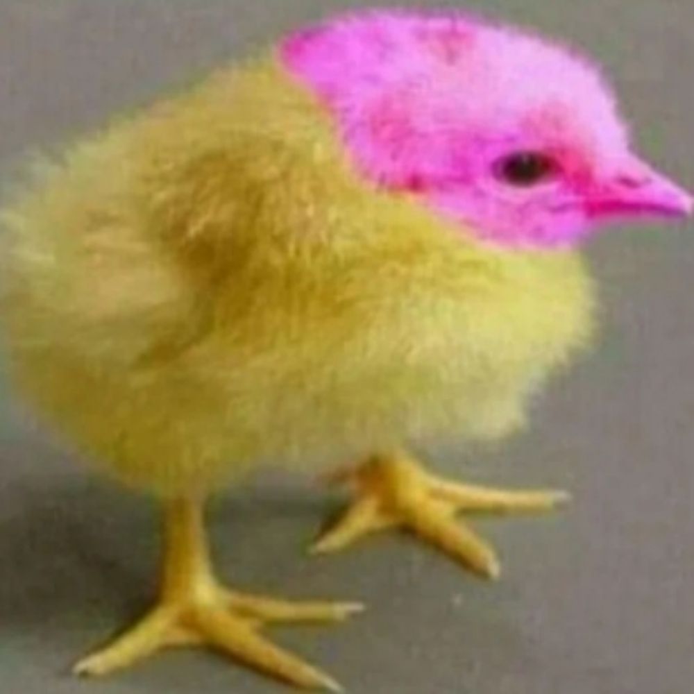 Pinto da cabeça rosa