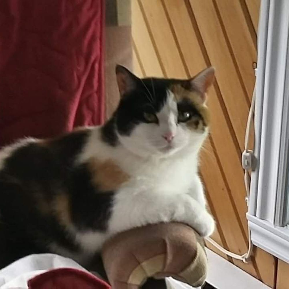 Mo