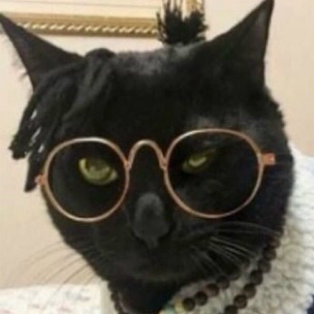 A Curious Cat