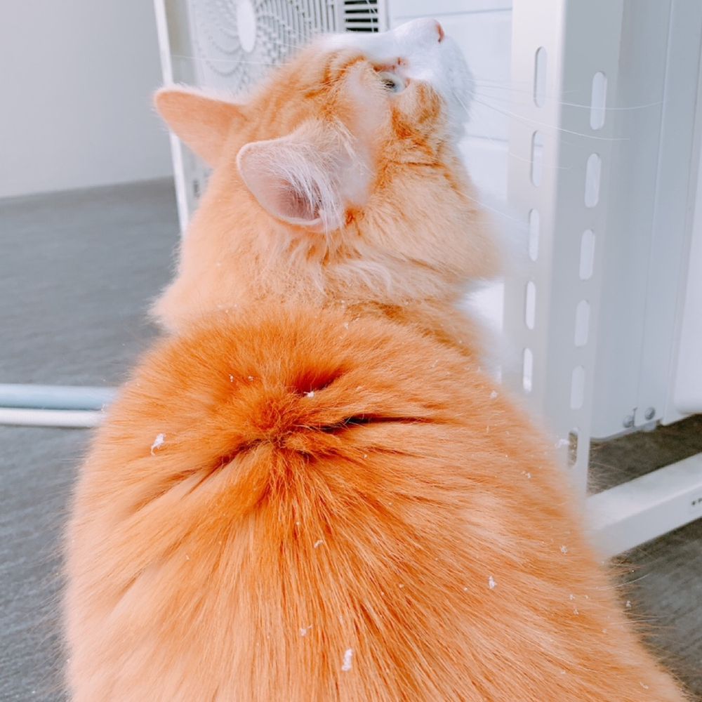 やまねこ🐈