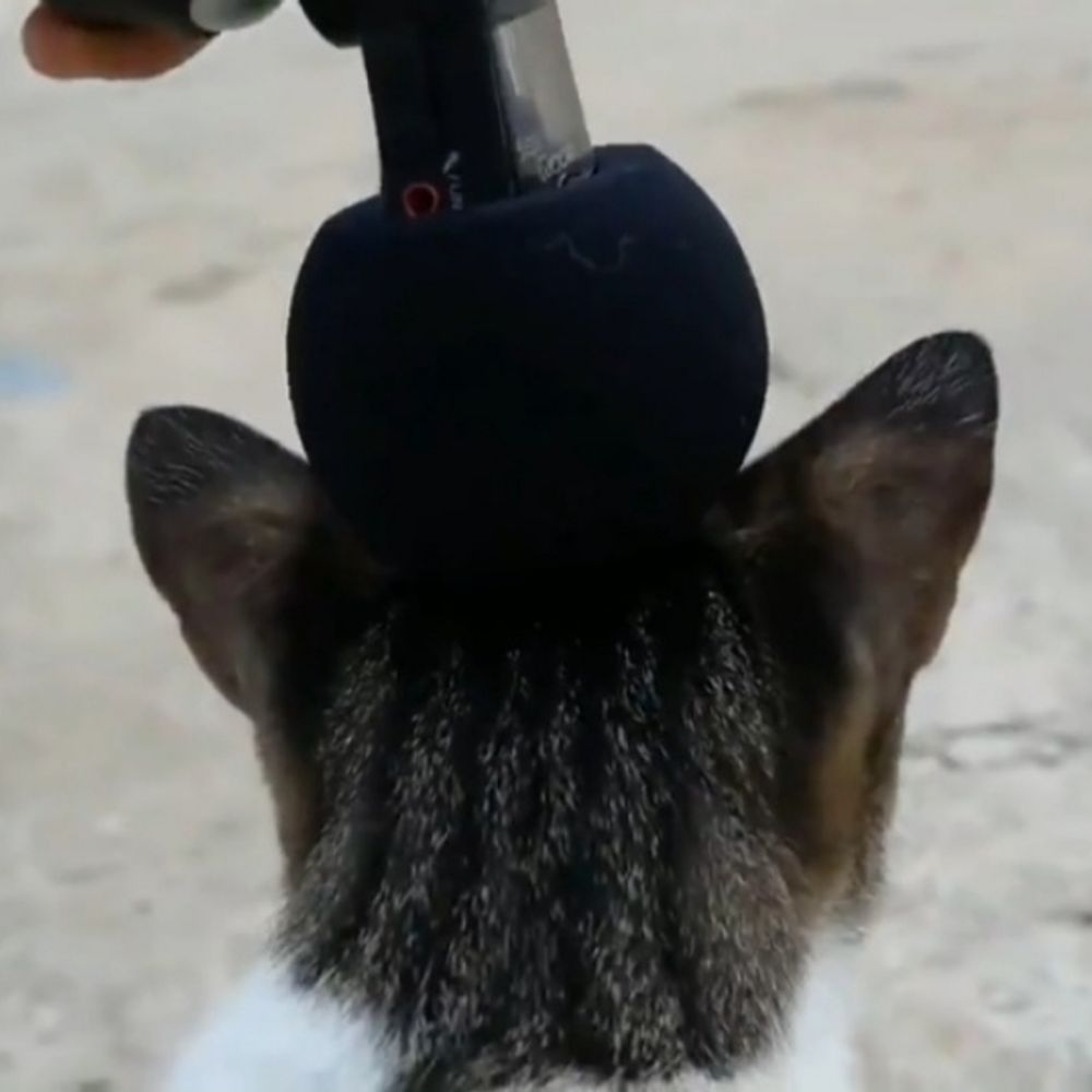 졔졔