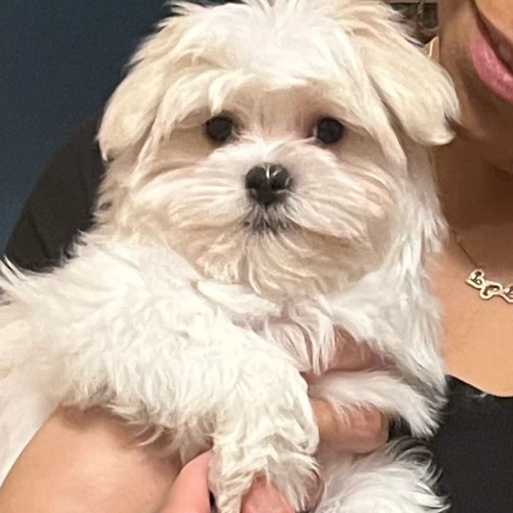Yoshi