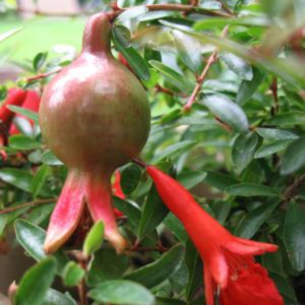 punica