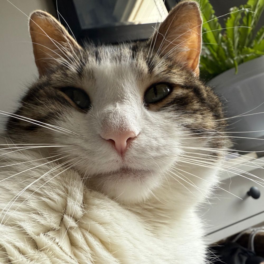 Jeoffrey the Cat