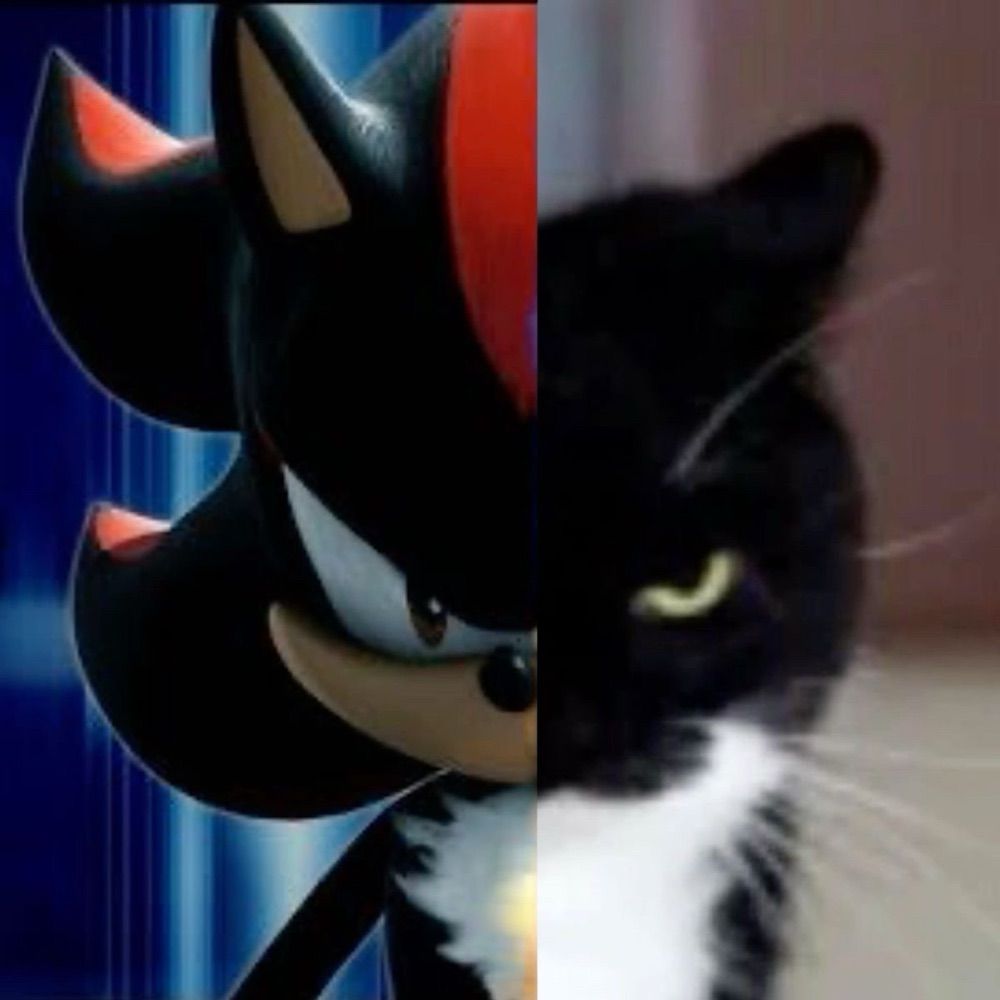 ɪɴsᴏᴍɴɪᴀ ✶⋆.˚꩜