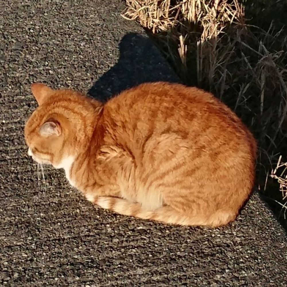 元シロ