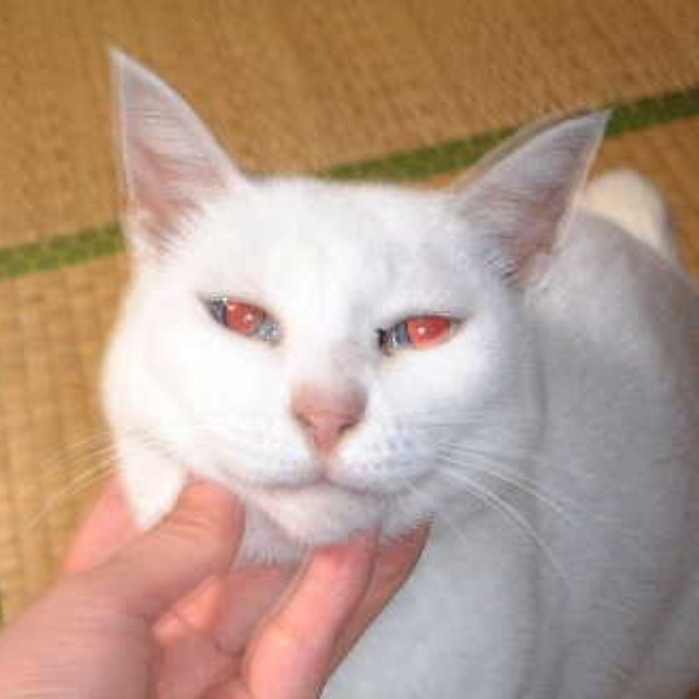 りょあ