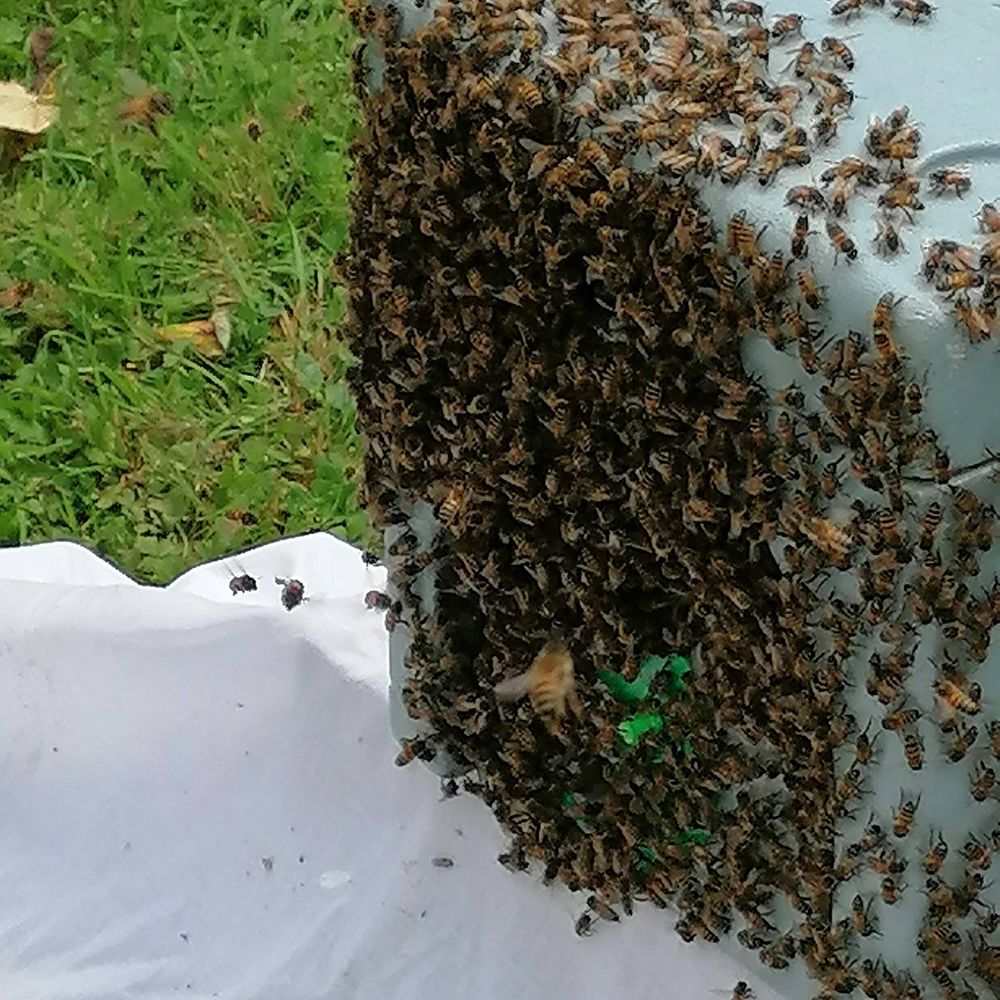 beekeeperman.bsky.social