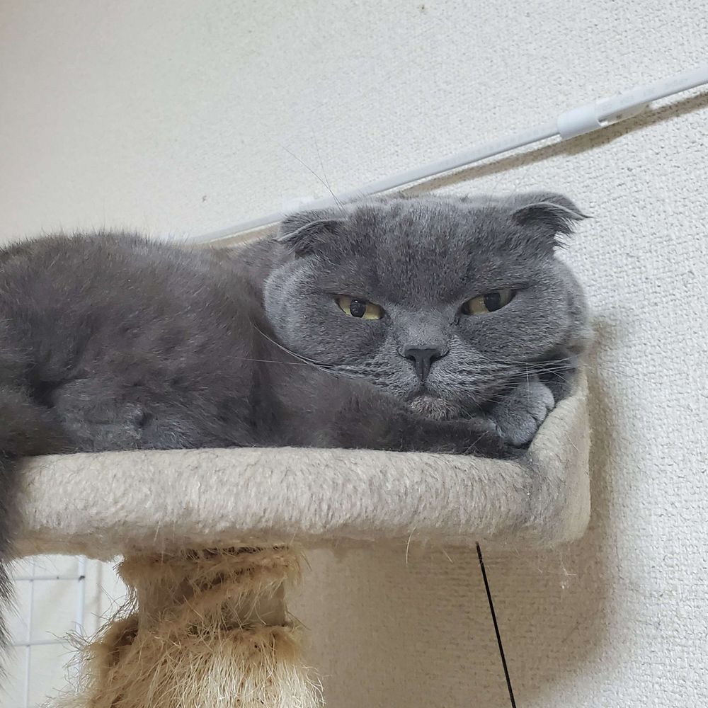 雅猫DX(船頭)
