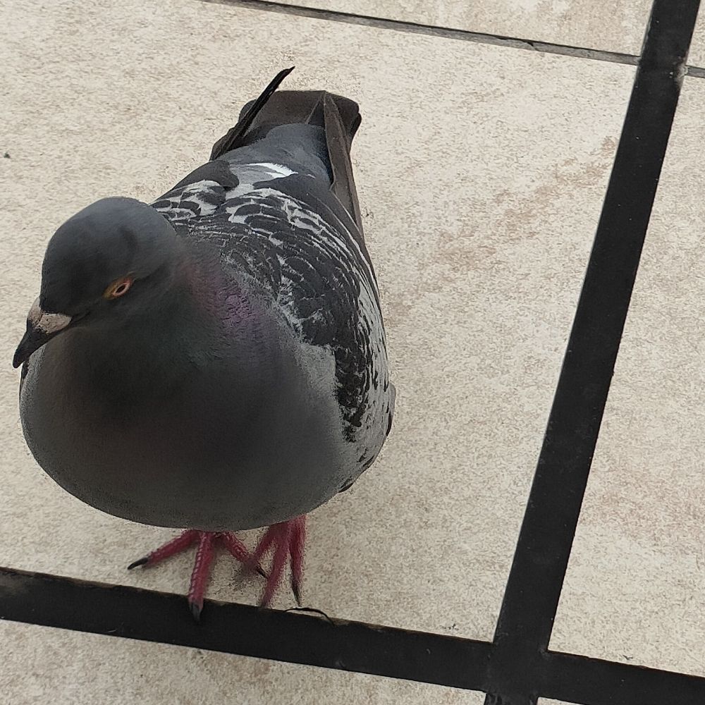 ワソ