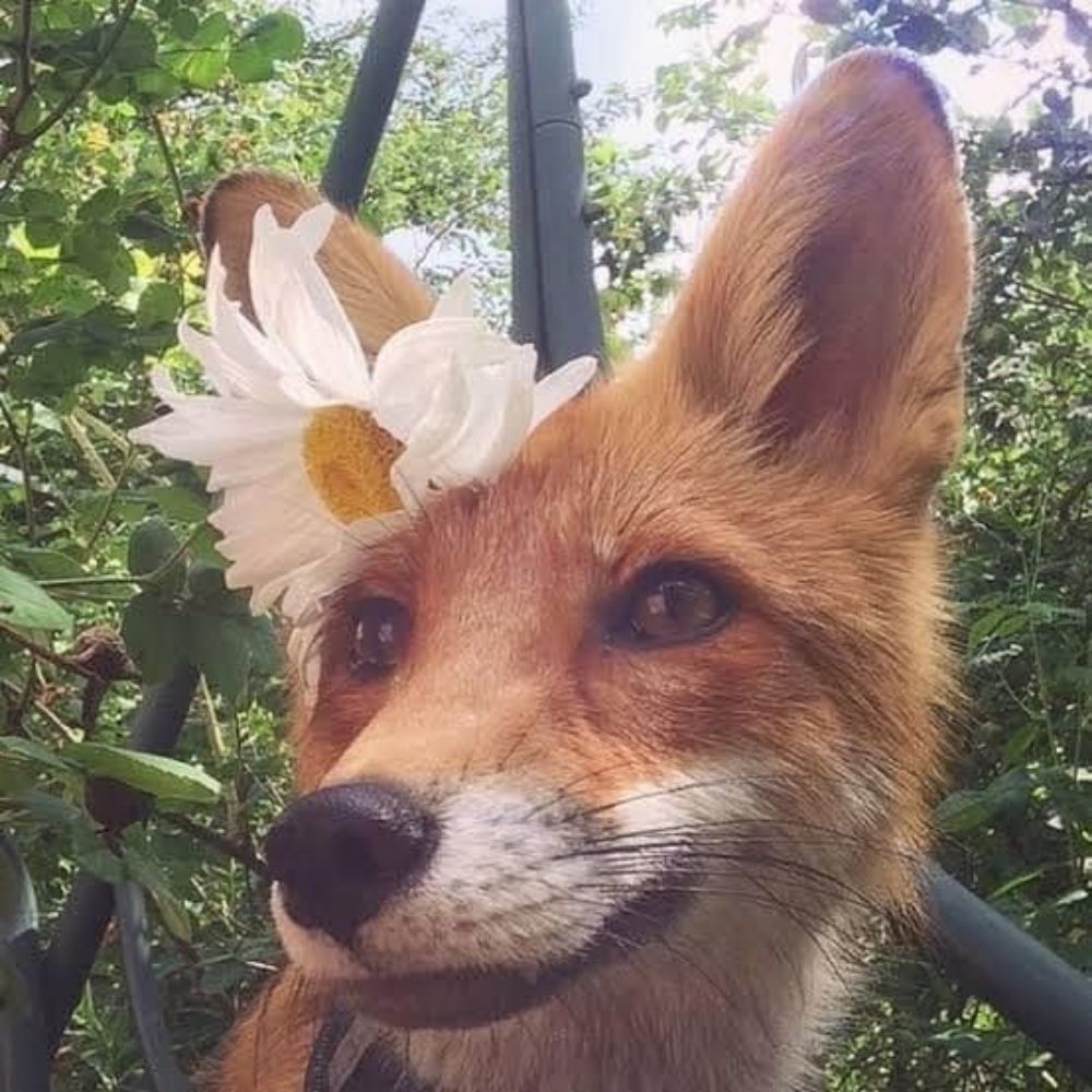 Raposinhas 🦊