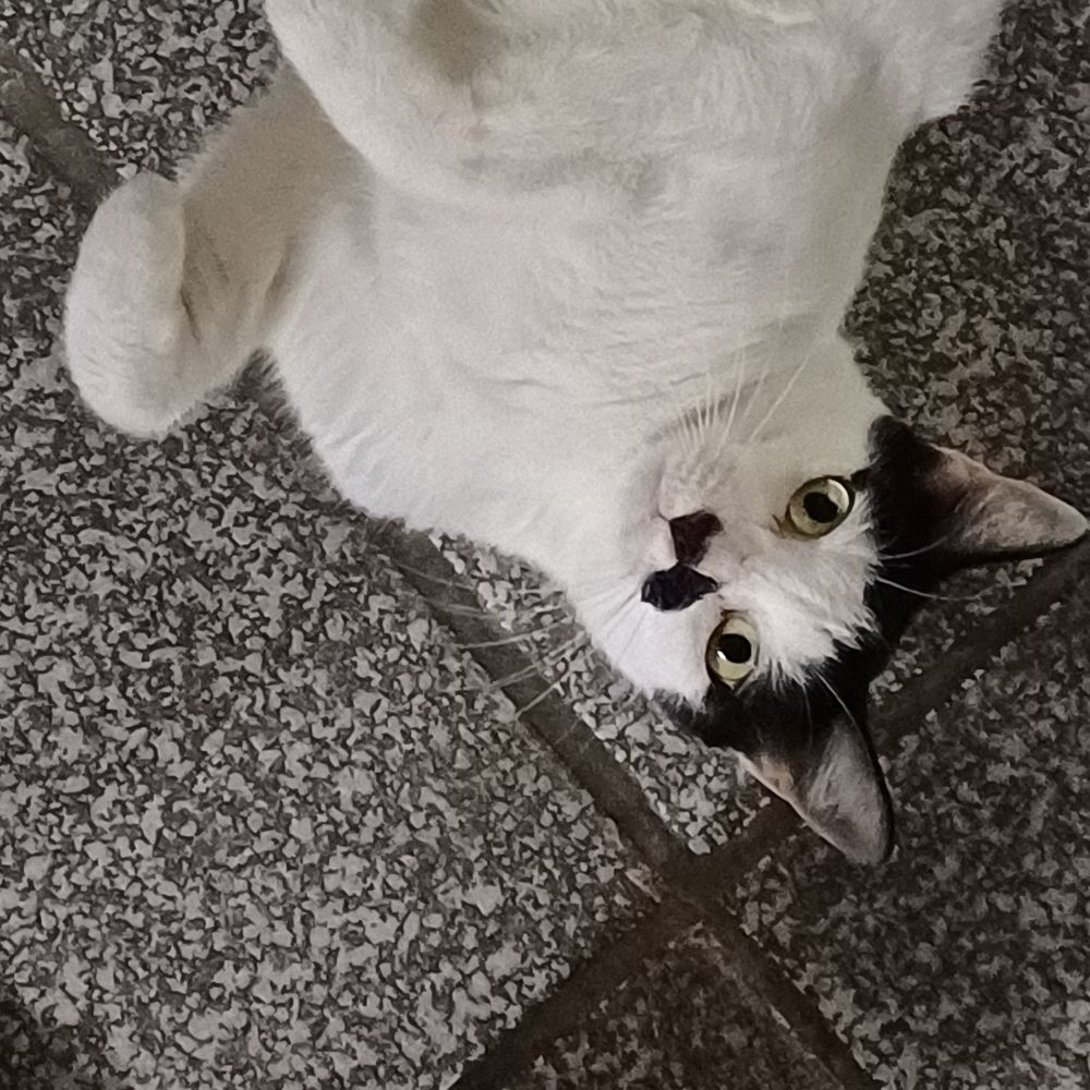 Panela