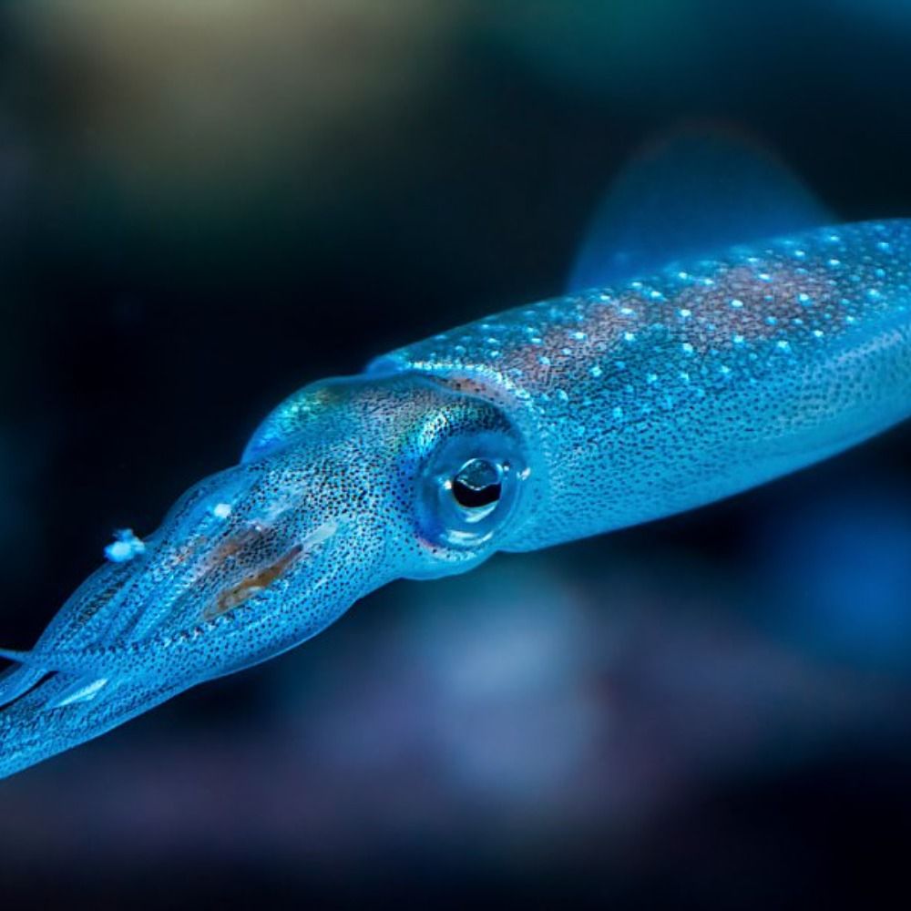 Squidmaster129